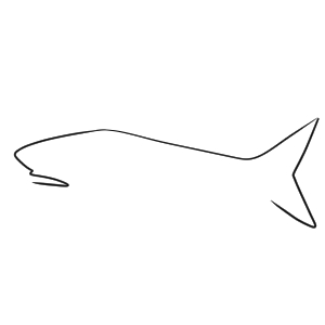サメ 書き方