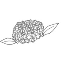 紫陽花の書き方 イラストを簡単に描くポイントは? | イラストの簡単な書き方あつめました