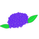 紫陽花の書き方 イラストを簡単に描くポイントは?