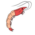 エビのイラストの簡単な書き方 初心者でも描けるコツは?