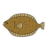 ヒラメのイラストの簡単な書き方 初心者でも描ける?