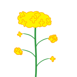 菜の花 イラスト 描き方