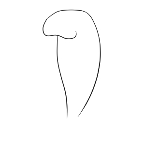 ジュゴン イラスト 簡単