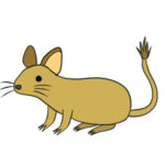 デグーのイラストの簡単な書き方 手書きで描くポイントとは?