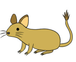 デグー イラスト 簡単